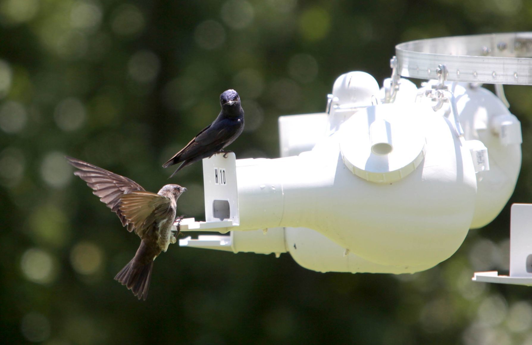 Purple martin banding